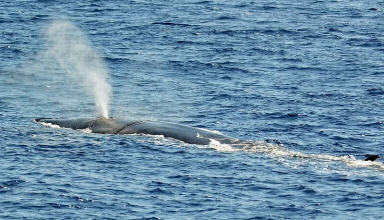 Savona: Pelagos Sanctuary Guided Cetacean Watching Tour - FAQs