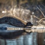 Savonlinna: Evening Photography Tour on lake Saimaa - Wildlife and Nature: Saimaa Ringed Seals