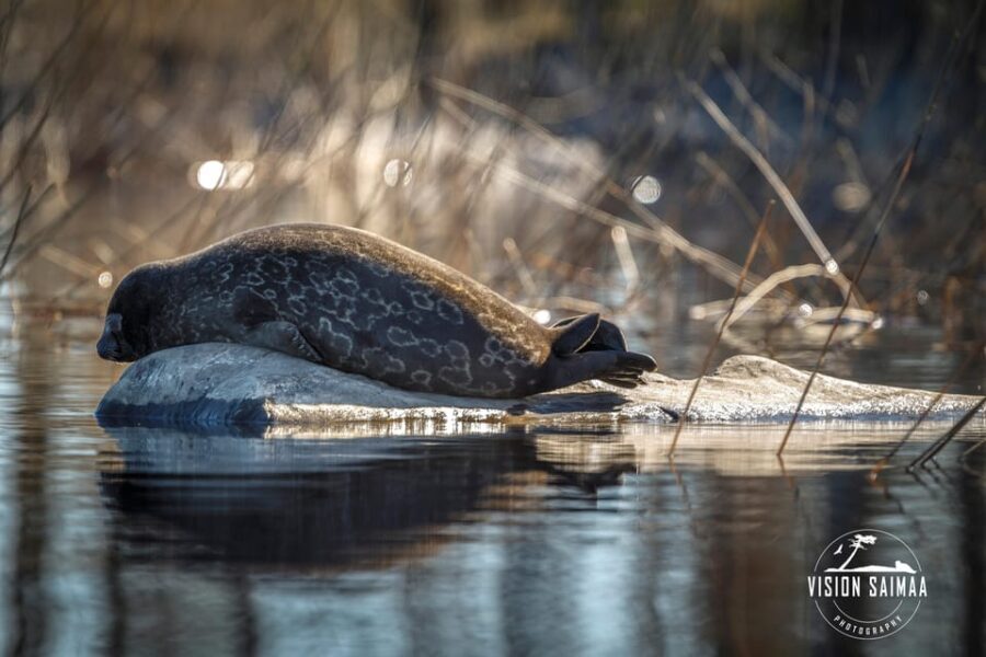Savonlinna: Evening Photography Tour on lake Saimaa - Wildlife and Nature: Saimaa Ringed Seals