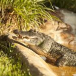 Sawgrass Park: Private 1-Hour Airboat Adventure Tour - Deep Dive: Why This Tour Might Be Your Best Choice