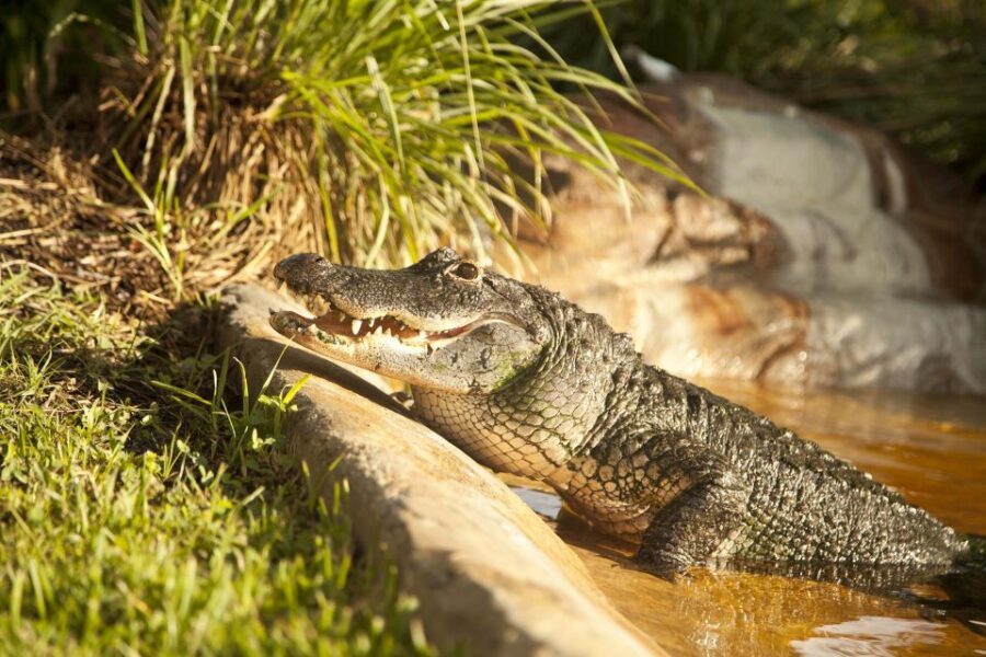 Sawgrass Park: Private 1-Hour Airboat Adventure Tour - Deep Dive: Why This Tour Might Be Your Best Choice