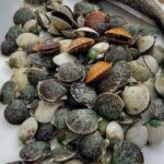 Scalloping Charters - Final Thoughts on Value and Experience