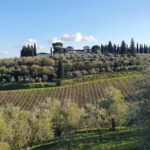 Scandicci: Bellavista Wine Tasting Experience - Introduction to the Bellavista Experience