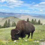 Scenic Driving Tour Flathead Lake and Bison Range - Who Is This Tour Best For?