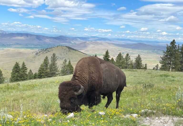 Scenic Driving Tour Flathead Lake and Bison Range - Who Is This Tour Best For?