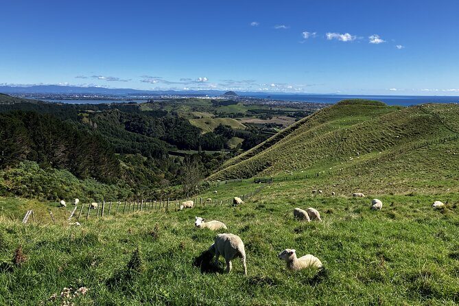 Scenic Short Hike Tour - Papamoa Hills and McLaren Falls - Who Should Consider This Tour?