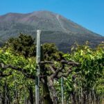 Scenic Wine Tasting & Lunch on the Slopes of Vesuvius from Naples - Exploring the Vineyards on Vesuvius: What to Expect