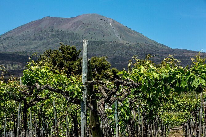 Scenic Wine Tasting & Lunch on the Slopes of Vesuvius from Naples - Exploring the Vineyards on Vesuvius: What to Expect