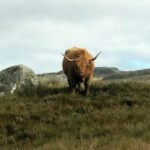 Scottish Highlands Freedom Bike & E- Bike Tour with Transfers - Final Thoughts: Is It Worth It?