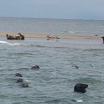 Scroby Sands Seal Watching - Who Will Benefit Most from This Tour?