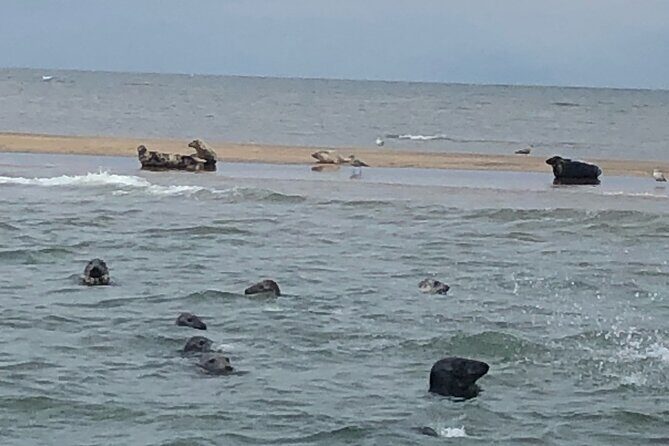 Scroby Sands Seal Watching - Who Will Benefit Most from This Tour?