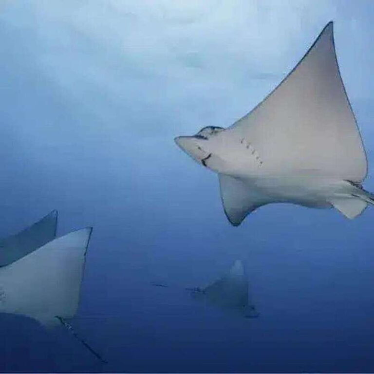 Scuba Cozumel: Experience from Boat, for Certified Divers - Who Should Book This Experience?