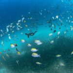 Scuba Dive in La Paz: Sea Lions, Turtles, Fish Schools and Wrecks - An In-Depth Look at the La Paz Underwater Adventure