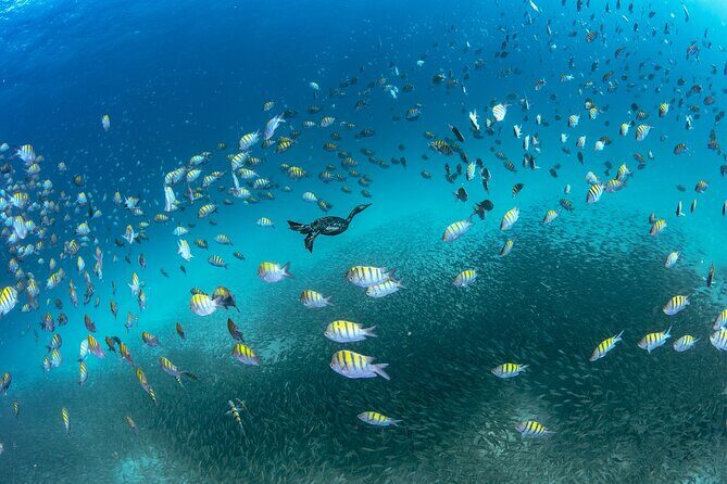 Scuba Dive in La Paz: Sea Lions, Turtles, Fish Schools and Wrecks