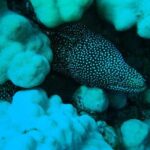 SCUBA DIVE: Kallithea's Underwater Exploration - FAQs