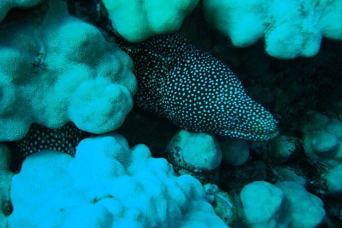 SCUBA DIVE: Kallithea's Underwater Exploration - FAQs