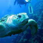 Scuba Dive the S.S. Yongala Wreck on the Great Barrier Reef. - Analyzing the Value