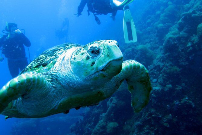 Scuba Dive the S.S. Yongala Wreck on the Great Barrier Reef. - Analyzing the Value