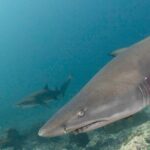 Scuba Dive With Grey Nurse Sharks in Bushrangers Bay - Final Thoughts: Is It Worth It?