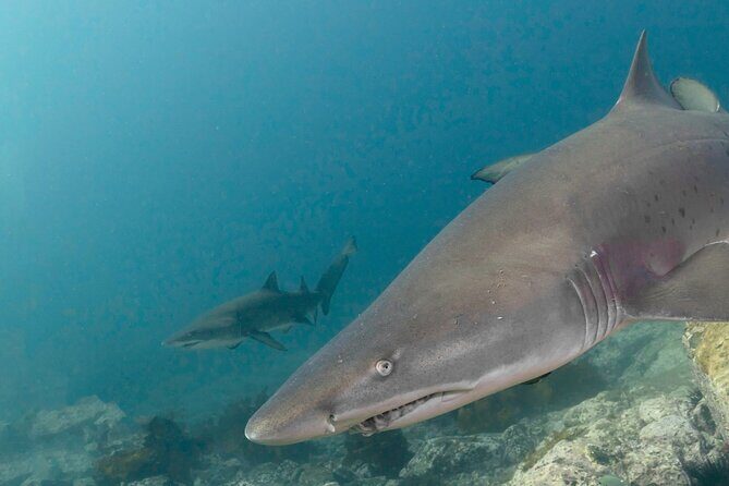 Scuba Dive With Grey Nurse Sharks in Bushrangers Bay - Final Thoughts: Is It Worth It?