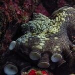 Scuba Diving - A Closer Look at the Cabo San Lucas Scuba Tour