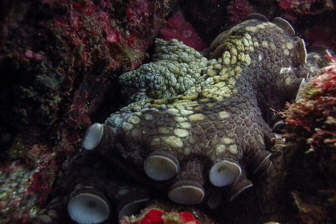 Scuba Diving - A Closer Look at the Cabo San Lucas Scuba Tour