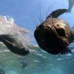 Scuba Diving Adventure in La Paz - The Real Value of the Experience