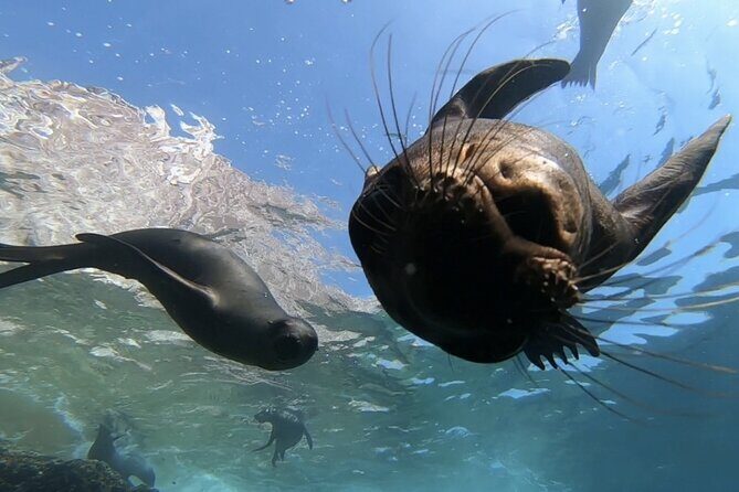 Scuba Diving Adventure in La Paz - The Real Value of the Experience