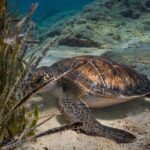 Scuba Diving at Turtle Bay with Underwater Pictures Included - Why This Tour Is Worth It
