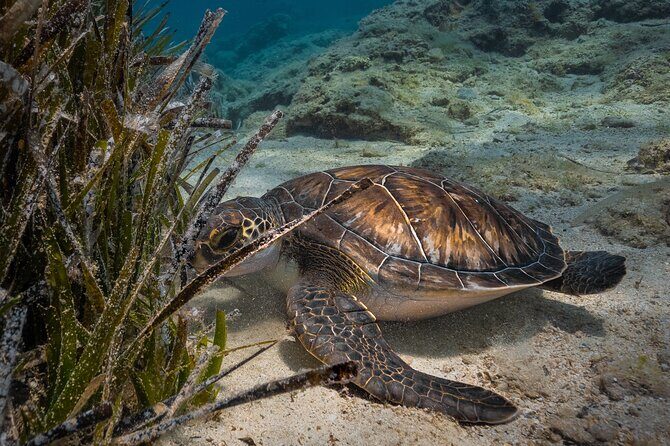 Scuba Diving at Turtle Bay with Underwater Pictures Included - Why This Tour Is Worth It