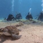 Scuba Diving Experience + Free Edited Video - FAQ