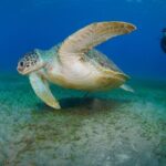 Scuba Diving Experience & MUSAN Dive + Free Edited Video 2xdives - Real Travelers Perspectives