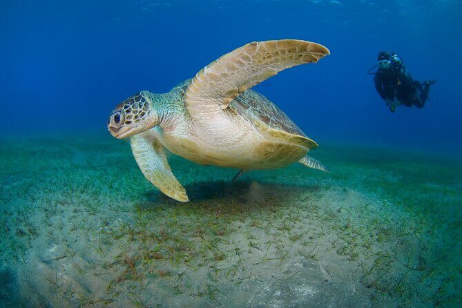 Scuba Diving Experience & MUSAN Dive + Free Edited Video 2xdives - Real Travelers Perspectives