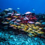 Scuba diving for beginners in crystal clear sea of Halkidiki - Who Should Consider This Tour?
