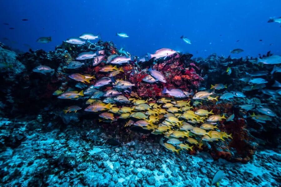 Scuba diving for beginners in crystal clear sea of Halkidiki - Who Should Consider This Tour?