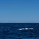Scuba diving in a National Marine Park of Cabo Pulmo - FAQ