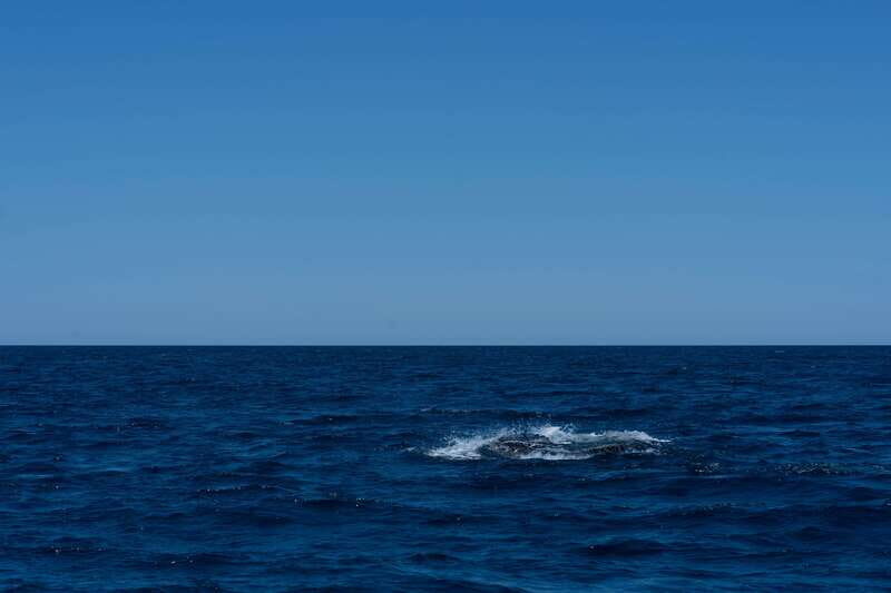 Scuba diving in a National Marine Park of Cabo Pulmo - FAQ