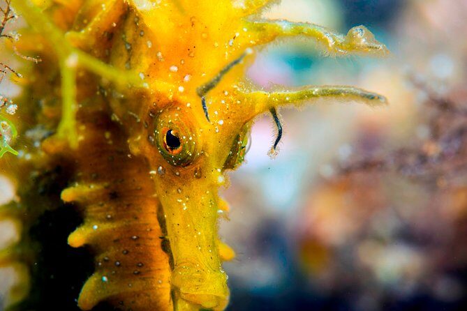 Scuba diving in Calabria, Italy - Why This Tour Is a Great Choice