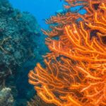 Scuba Diving in Cozumel Island - Who Would Enjoy This Tour Most?