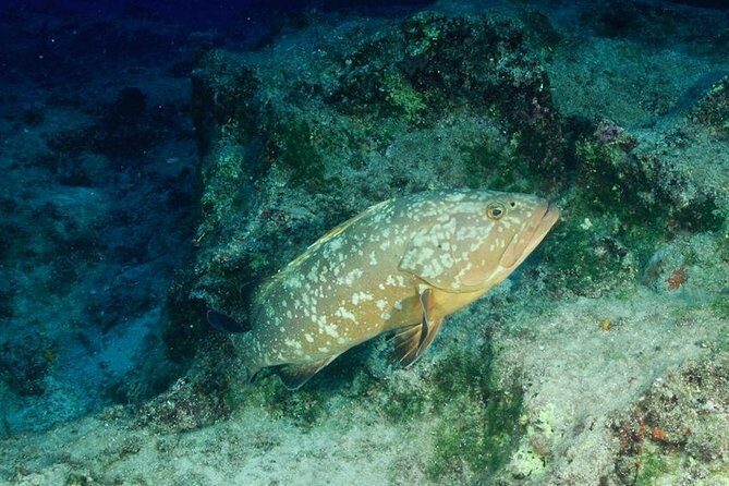 Scuba Diving in Kas for Certified Divers incl. All Equipments - Practical Tips for a Great Experience