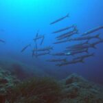 Scuba Diving in La Maddalena & Lavezzi Park for certified divers. - A Detailed Look at the Experience