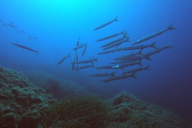 Scuba Diving in La Maddalena & Lavezzi Park for certified divers. - A Detailed Look at the Experience
