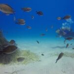 Scuba Diving in MIG-21 wreck - An In-Depth Look at the Experience