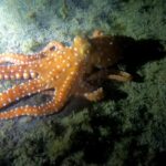 Scuba Night Dive for certified divers in Tenerife - The Experience: What You’ll Encounter