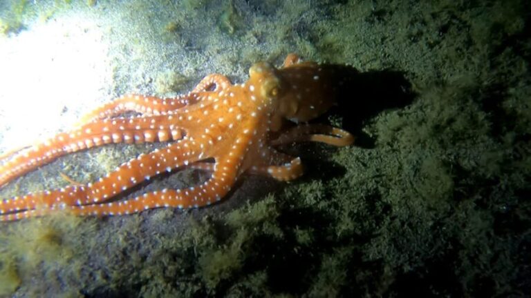 Scuba Night Dive for certified divers in Tenerife - The Experience: What You’ll Encounter