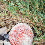 Sea Kayak Tour - Marine Safari - An In-Depth Look at the Marine Safari Experience