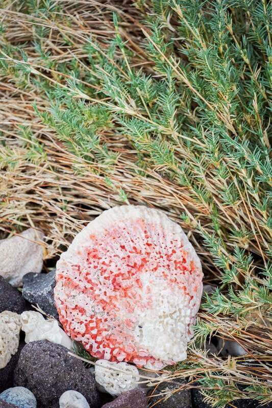 Sea Kayak Tour - Marine Safari - An In-Depth Look at the Marine Safari Experience