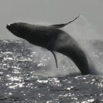 Sea Kayak Whale Watching - Sea Kayak Whale Watching: An Authentic Kauai Adventure