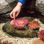 SEA LIFE Aquarium Minnesota Admission Ticket at Mall of America - A Deep Dive into the Aquarium Experience
