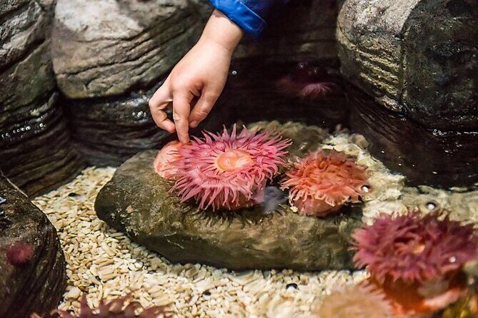 SEA LIFE Aquarium Minnesota Admission Ticket at Mall of America - A Deep Dive into the Aquarium Experience